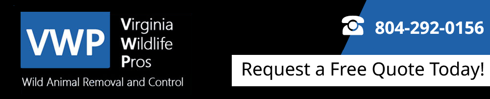 Richmond Virginia Critter Control