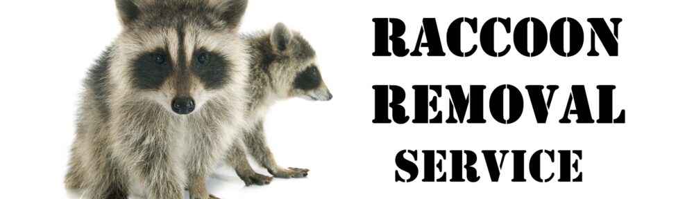 Call 804-292-0156 for Safe and Humane Raccoon Removal Service in Richmond VA.