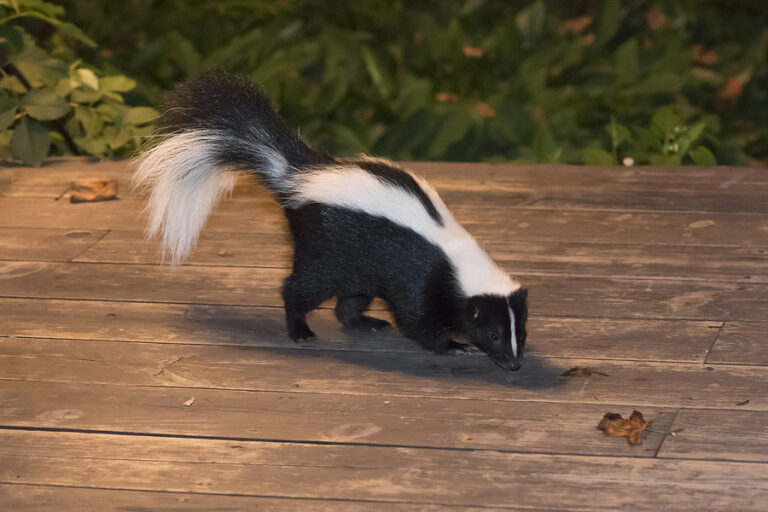 How to Keep Skunks Away from Your Property | Richmond Virginia Wildlife