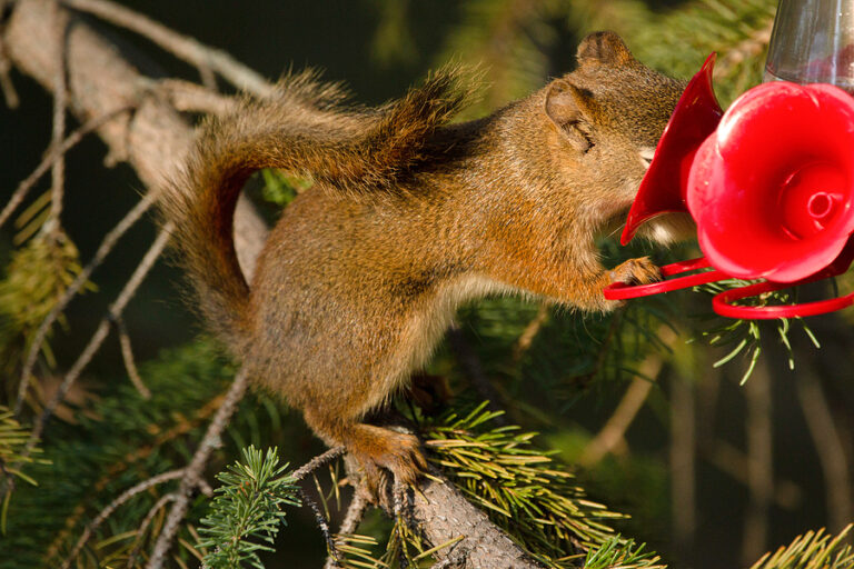 How to Get Rid of Pesky Squirrels Without Harming Them Richmond