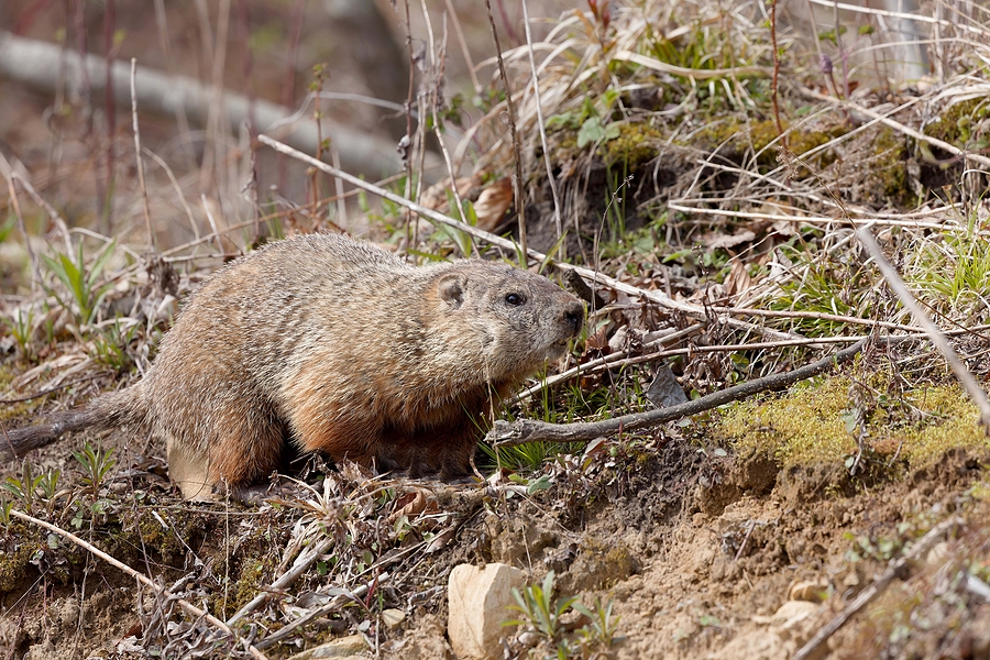 Call 804-292-0156 for Safe and Humane Woodchuck Removal and Control in Richmond Virginia