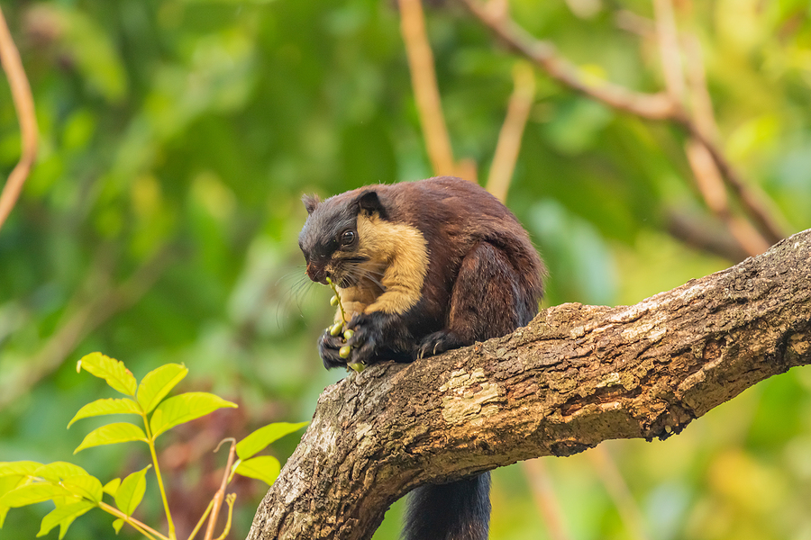 An Indian Giant Squirrel 