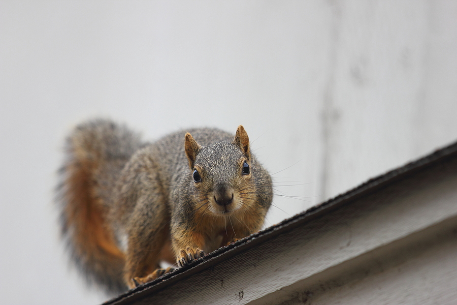Call 804-292-0156 for Licensed Animal Removal for Squirrels in the Attic in Richmond Virginia