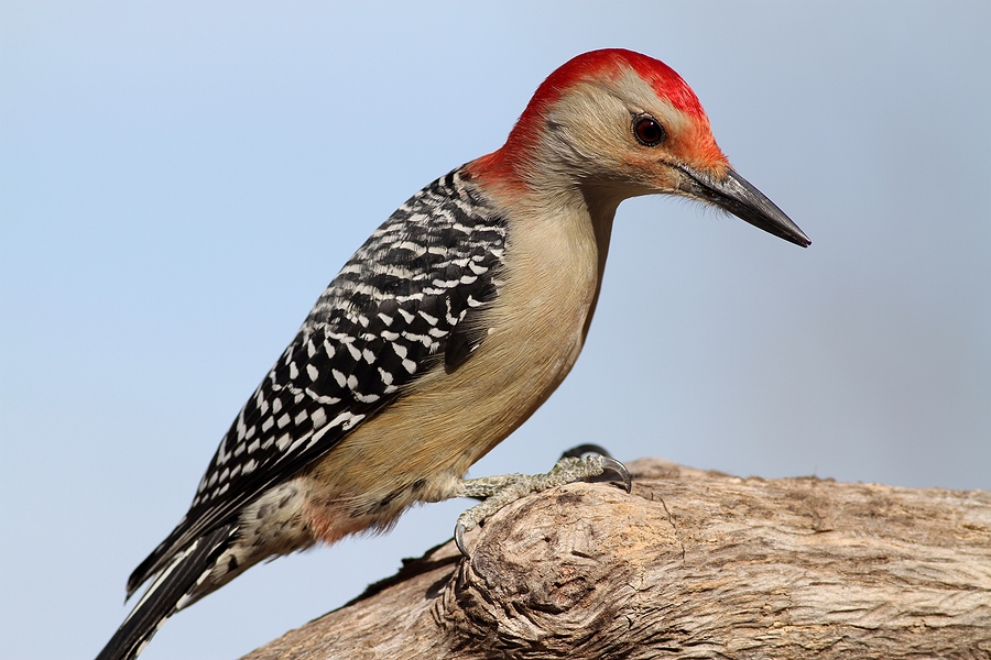 Call 804-292-0156 for Licensed Woodpecker Removal in Richmond Virginia