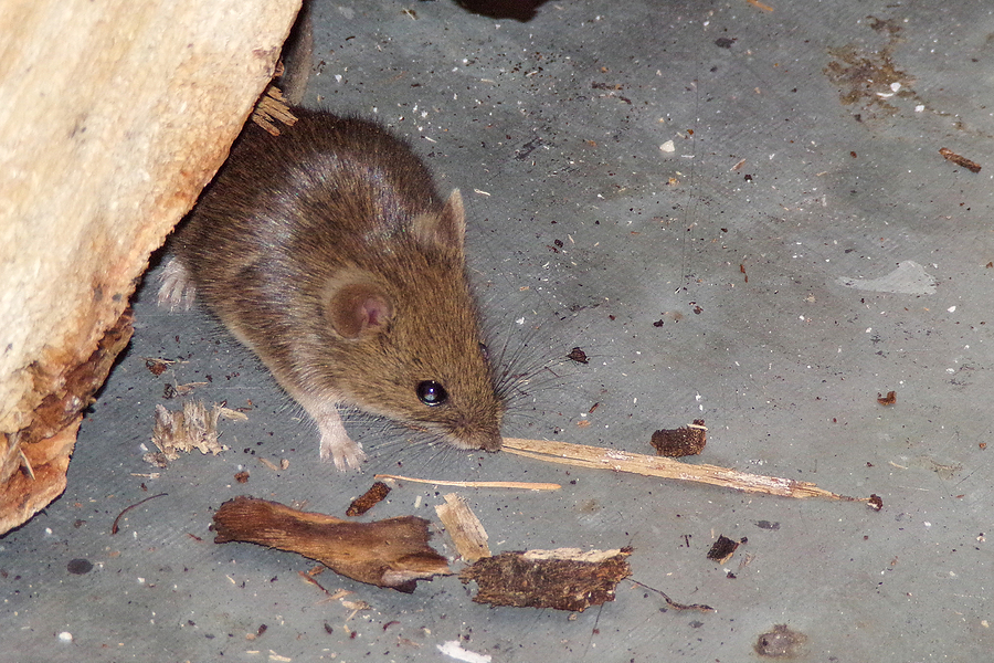 Call 804-292-0156 for Licensed Rodent Removal and Control in Richmond Virginia