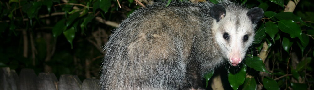Call 804-292-0156 for Licensed Opossum Control Service in Richmond VA