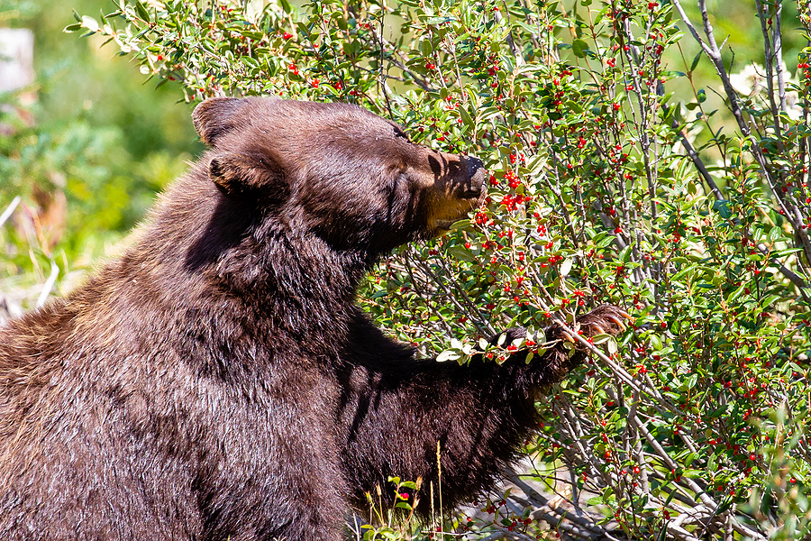 Call 804-292-0156 for Professional Wildlife Control in Richmond Virginia