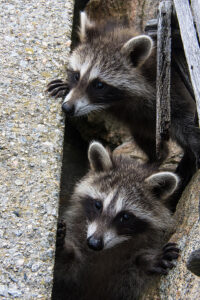 Call 804-292-0156 to Reach Our Licensed Virginia Wildlife Control and Removal Service