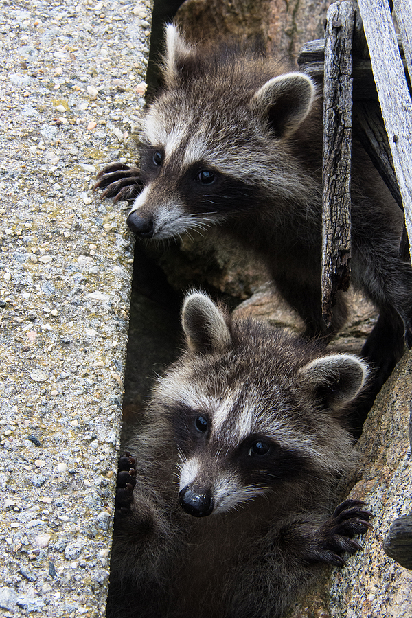 Call 804-292-0156 to Reach Our Licensed Virginia Wildlife Control and Removal Service