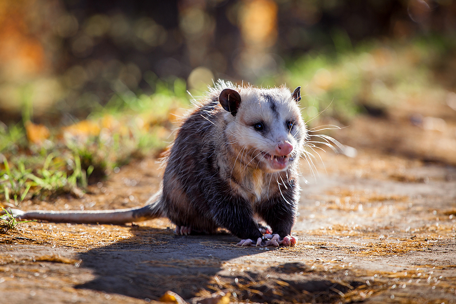 Call 804-292-0156 for Licensed Richmond Opossum Control Service