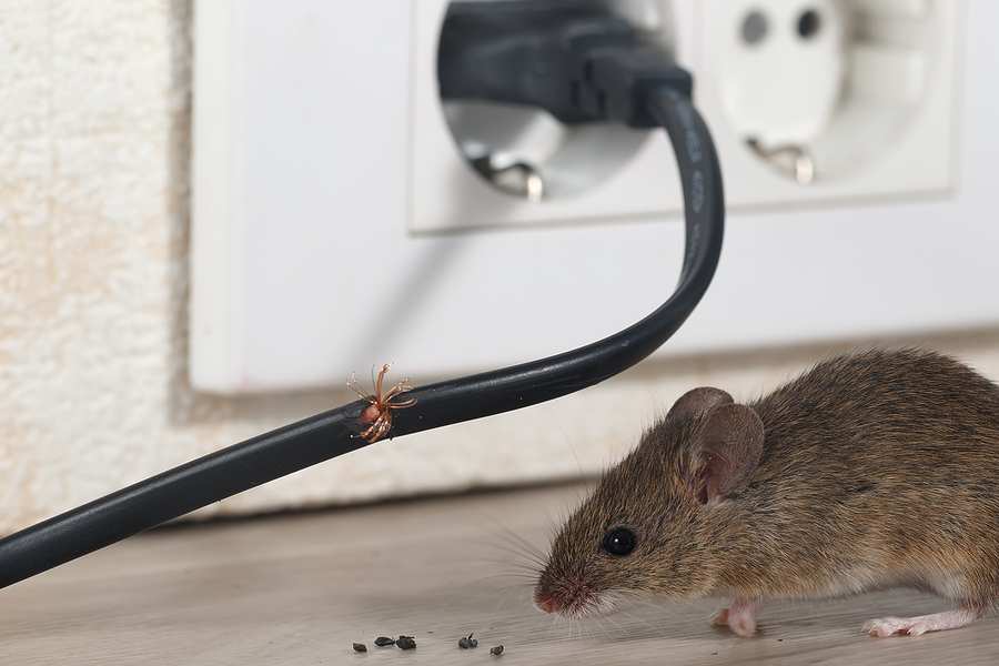 Call 804-292-0156 to Schedule a Wildlife Inspection in Richmond Virginia