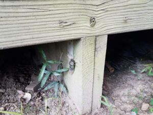 Call 804-292-0156 for Local Wildlife Removal Service in Richmond Virginia
