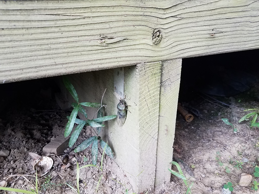 Call 804-292-0156 for Local Wildlife Removal Service in Richmond Virginia