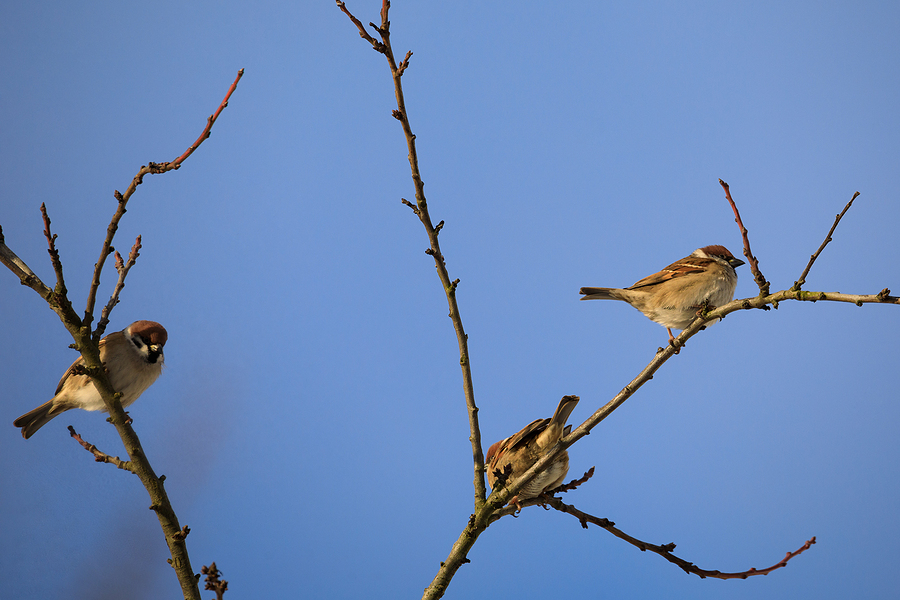 Call 804-292-0156 for Professional Bird Control in Richmond