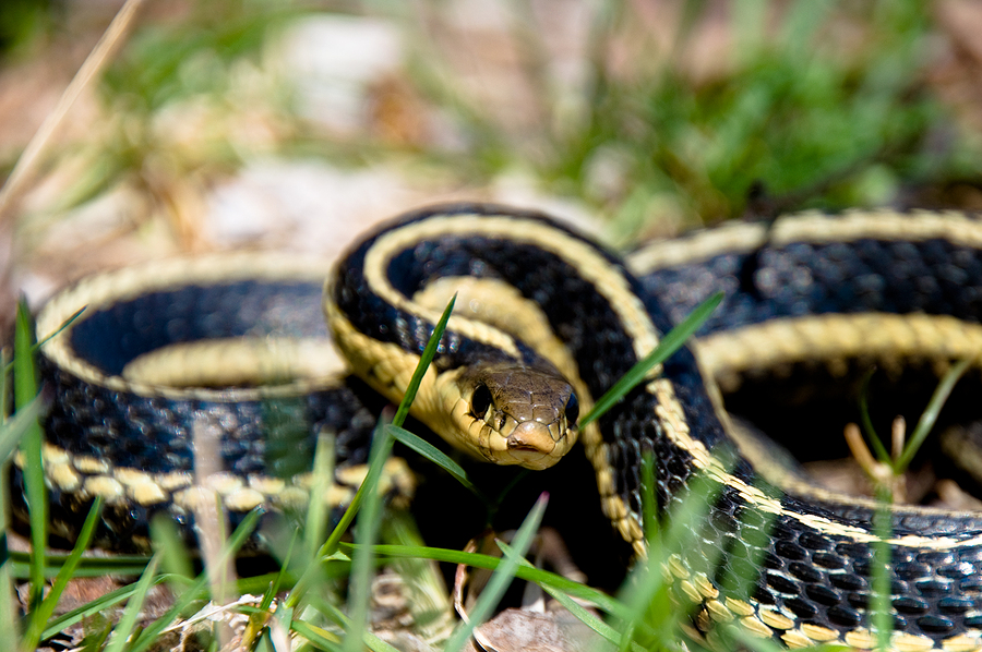Call 804-292-0156 for Professional Snake Removal Service in Richmond Virginia