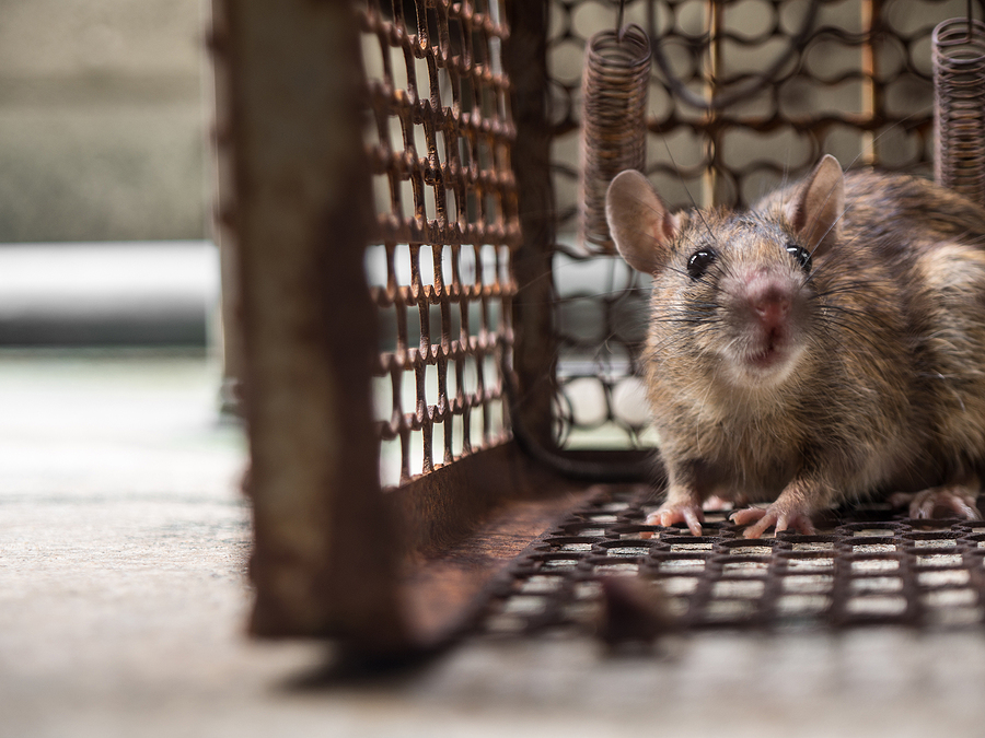 Call 804-292-0156 for Licensed Rat Removal Service in Richmond Virginia