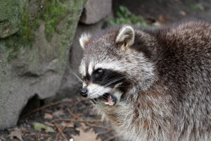 Call 804-292-0156 for Professional Richmond Raccoon Removal Service