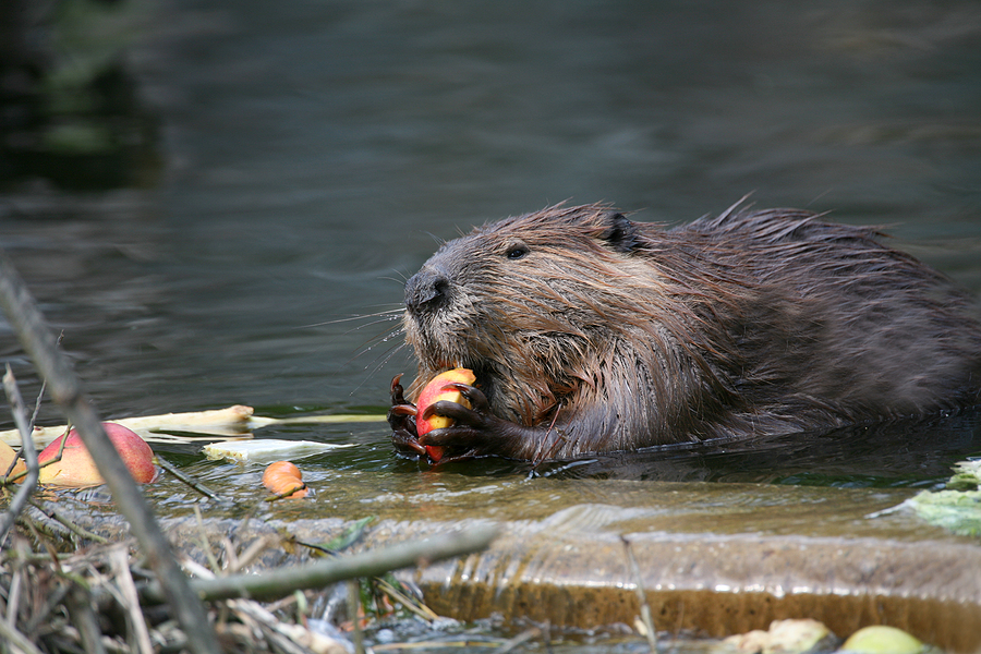 Call 804-292-0156 for Professional Beaver Trapping and Removal in Richmond Virginia