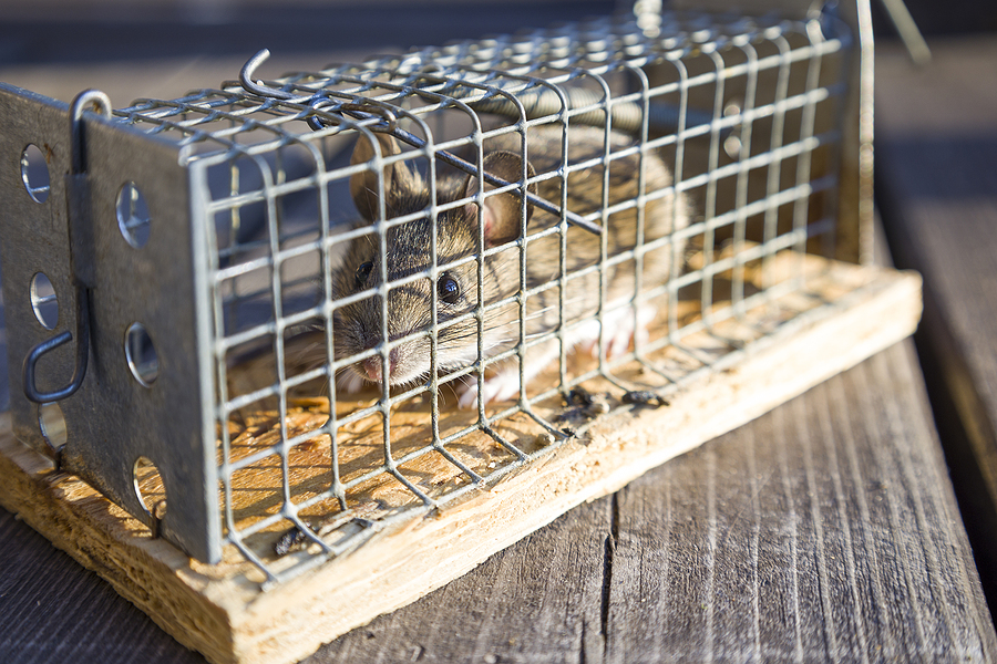 Call 804-292-0156 to Get Rid of Mice in Richmond Virginia