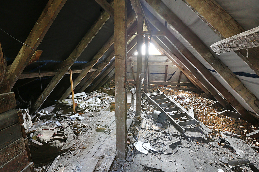 Get Rid of Raccoons in the Attic in  Mechanicsville VA