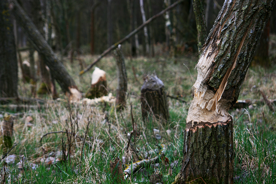 Beaver Damage in Richmond Virginia