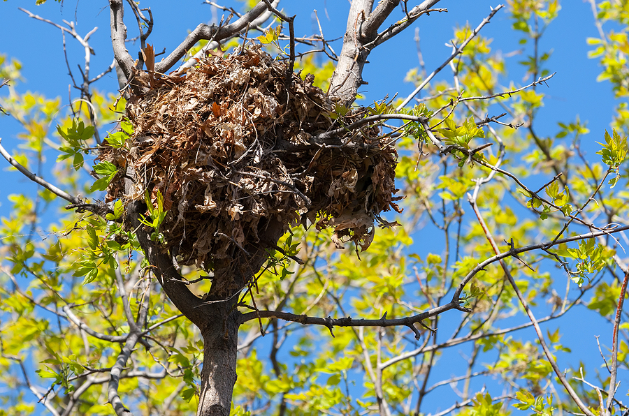 Squirrel Nest Removal