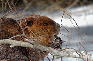 Beaver Removal Richmond Virginia