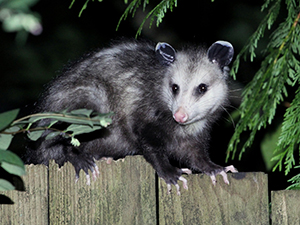 Opossum Removal Richmond Virginia