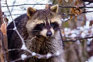 Raccoon Trappers Richmond Virginia