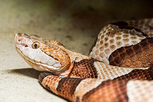 Snake Removal Richmond Virginia