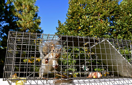 Squirrel Trappers Richmond Virginia